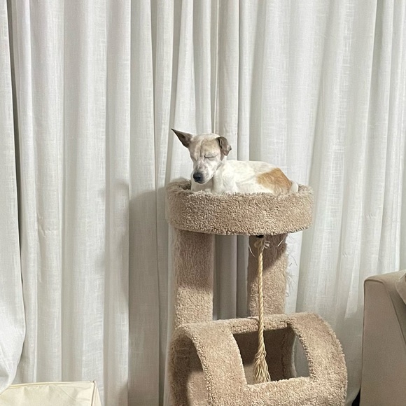 SWEET HAZEL - Picture 11 of 16